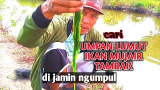 Umpan Lumut untuk Ikan Mujair Tambak di jamin Ngumpul pasti MANTAP.