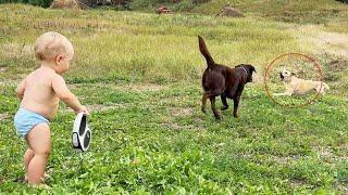 My Labrador Retriever Protects My Baby from Stray Dogs