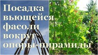 Посадка фасоли вокруг опоры-пирамиды  Beans seeding around beanpole