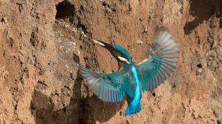 Amazing Kingfisher bird nest