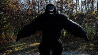 Gorilla 2.0 How to Suit Up