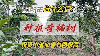 2023年做什么好？种植奇楠树投资小省心省力回报高