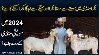 Lahore Bakra Mandi 2024 - Khoobsurat Bakra Eid Qurbani Ke Janwar Ke Rate