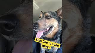 Service dog patiently waiting to see the Grand Canyon .  #servicedog #dog #doglover #dogs