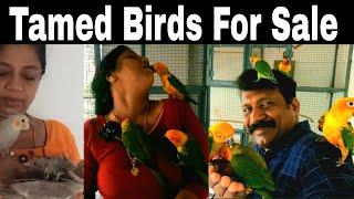 Tamed Birds For Sale In Kerala  All India Delivery  Exotic Birds