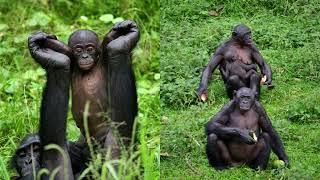 Matriarchal Bonobos