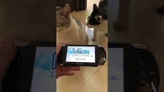 He wanna play some games on my psp #catlover #catvideos #cat #shorts