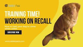 Toller Works on Recall - Teaching a Dog to Come When Called