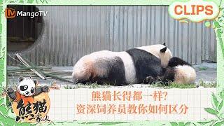 【精彩看点】熊猫长得都一样？资深饲养员教你如何区分！｜《熊猫一家人Panda‘s Family》｜MangoTV