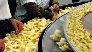 Amazing World Modern Farming Egg Harvest Technology. Incredible Automatic Breeding Process Chicken