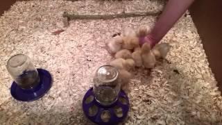 2 to 3 day old Buff Orpington chicks