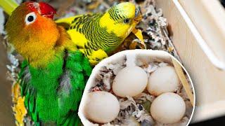 Can a LoveBird Breed with a Budgie ?  * Is it gonna Work ? *