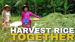 Harvest rice together with primitive skills Frame Story