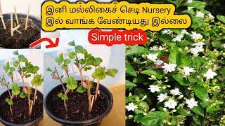 இப்படி cuttings இல் மல்லிகை பூச்செடி வைத்துப் பாருங்க சூப்பரா வளரும் How to propagate jasmine plant