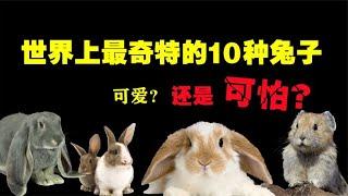 The 10 most peculiar rabbits in the world do you know how terrible it is for rabbits to bite people