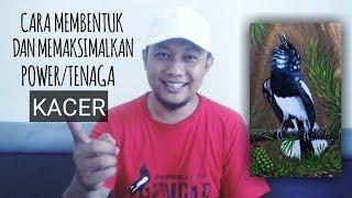 Cara Membentuk Dan Memaksimalkan PowerTenaga Pada Burung Kacer