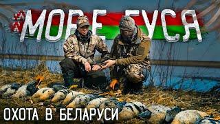 Охота на гуся в Беларуси МОРЕ ГУСЯ