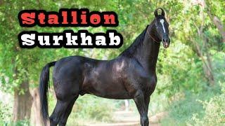 मारवाड़ी अश्व सुरखाब  Stallion Surkhab - Green Valley Farm Faridkot 