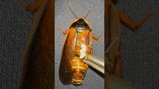 Do this to DEFORMED roaches 