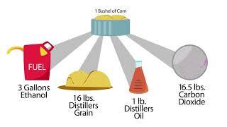 Understanding Ethanol Co-Products
