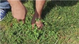 Garden and Lawn Help  How to Pull Weeds