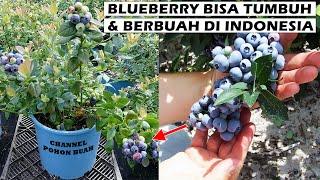 RAHASIA Cara Menanam Blueberry di POT Bisa Tumbuh dan Berbuah Di Indonesia