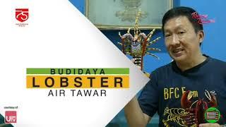 Budidaya LOBSTER AIR TAWAR - Kiat Sukses Budidaya Dari Master Lobster Cuncun Setiawan BFC Farm