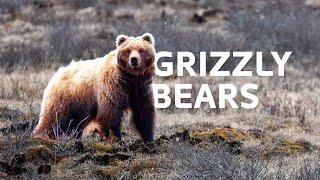 Tracking The Giant Grizzly Bears Through Untouched Regions Of Alaska  Grizzly Bears Documentary