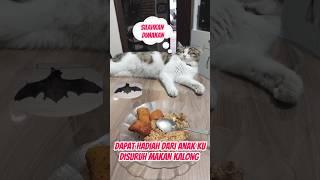 oleh oleh makan malam  ibu dan anak  makan malam  oleh oleh  anak kucing  mama  cat #shorts