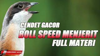 CENDET GACOR MATERI FULL NEMBAK PEDAS KASAR ROLL SPEED MENJERIT