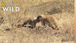 Prairie Dog Mating Season  Prairie Dog Manor