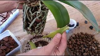 Orkide Saksı Değşimi ve kök bakımıEn kolay orkide bakımı