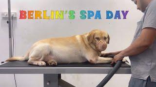 Berlin’s Spa Day  Win Medical Pet Spa Kundrathur  Dopamine Diaries