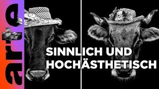Claudio Gotsch stilisiert das schweizer Tierreich  Tierisch fotogen  ARTE