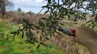 Πώς καθαρίζουμε τις ποδιές των ελαιόδεντρων