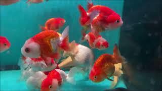 LIOW VIDEO Visit Serangoon North Rainbow Aquarium 财红水族馆之游