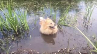 THE FUNNIEST GERMAN SPITZ EVER