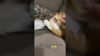 NYUSU TIT*T  BOCIL MANA LAGI YANG HARUS KU PERCAYA #cat #funny