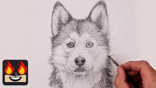 How To Draw a Husky Dog  Sketch Tutorial