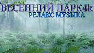 ПРИРОДА штата ВАШИНГТОН 4К  RAINY FOREST  Релакс музыка Прогулка в лесном парке Кларк