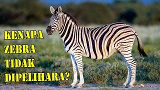 Kenapa Zebra Tidak Dipelihara oleh Manusia Seperti Kuda Atau Keledai ?