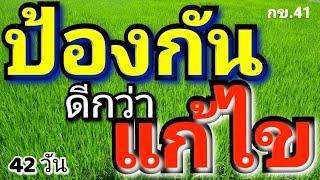 กข.41 หว่านปุ๋ย ฉีดสาร ป้องกันดีกว่าแก้ไข