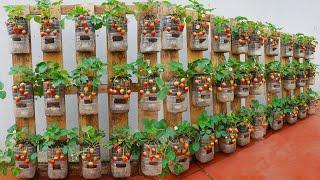 Turn pallets into extremely productive strawberry gardens. Large sweet fruits very good for health