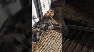 Piglet Attempts Chicken Coop Burglary - Takes a Nap Instead