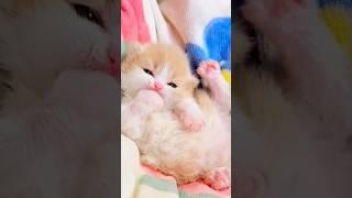 cute cute kitten 