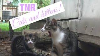 Cat trapping videos for TNR in WV - those kittens were full of energy and hard to catch