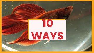 10 ways to tell if a betta fish is dying - Betta fish informational video