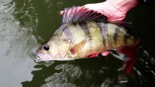 Catch & Release Back Goes A Lovely River Thames Perch