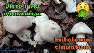 Энтолома ядовитая  Entoloma sinuatum