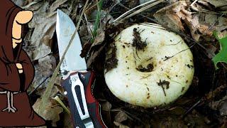 Собираем грибы Грузди в Кустах Тихая Охота 2023